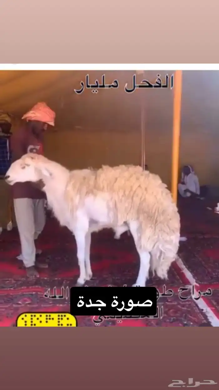 مشروع فحل حري 4
