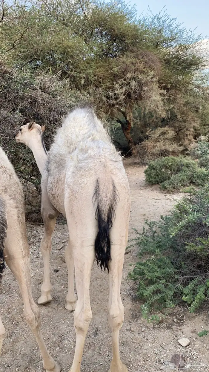 قعود كفووو على حليب أمه والبرسيم 4