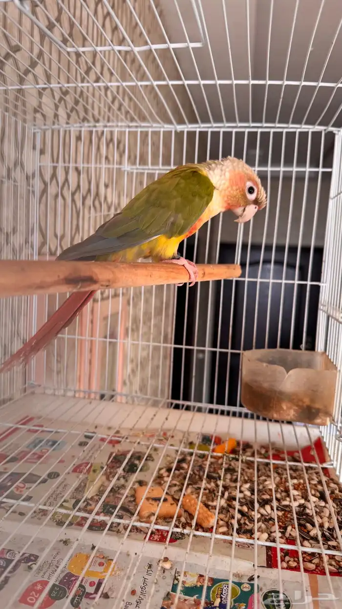 ذكر كنيور اناناس رد فاكتور صبغه محلل ( تم البيع) 1