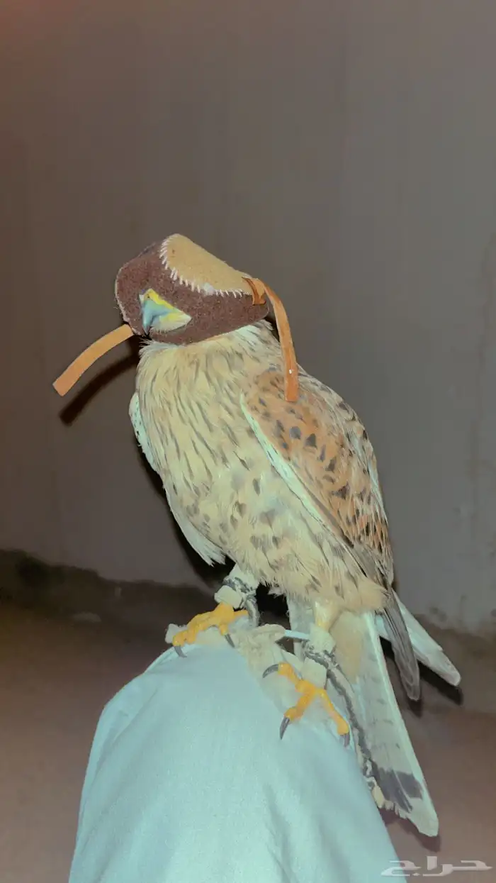 شبوط او حموق شكل زين. 3