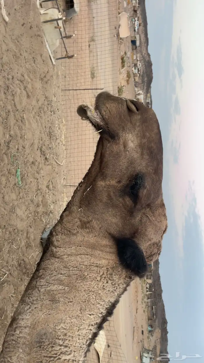 قعود اصفر ثني مزاين (تم البيع) 2