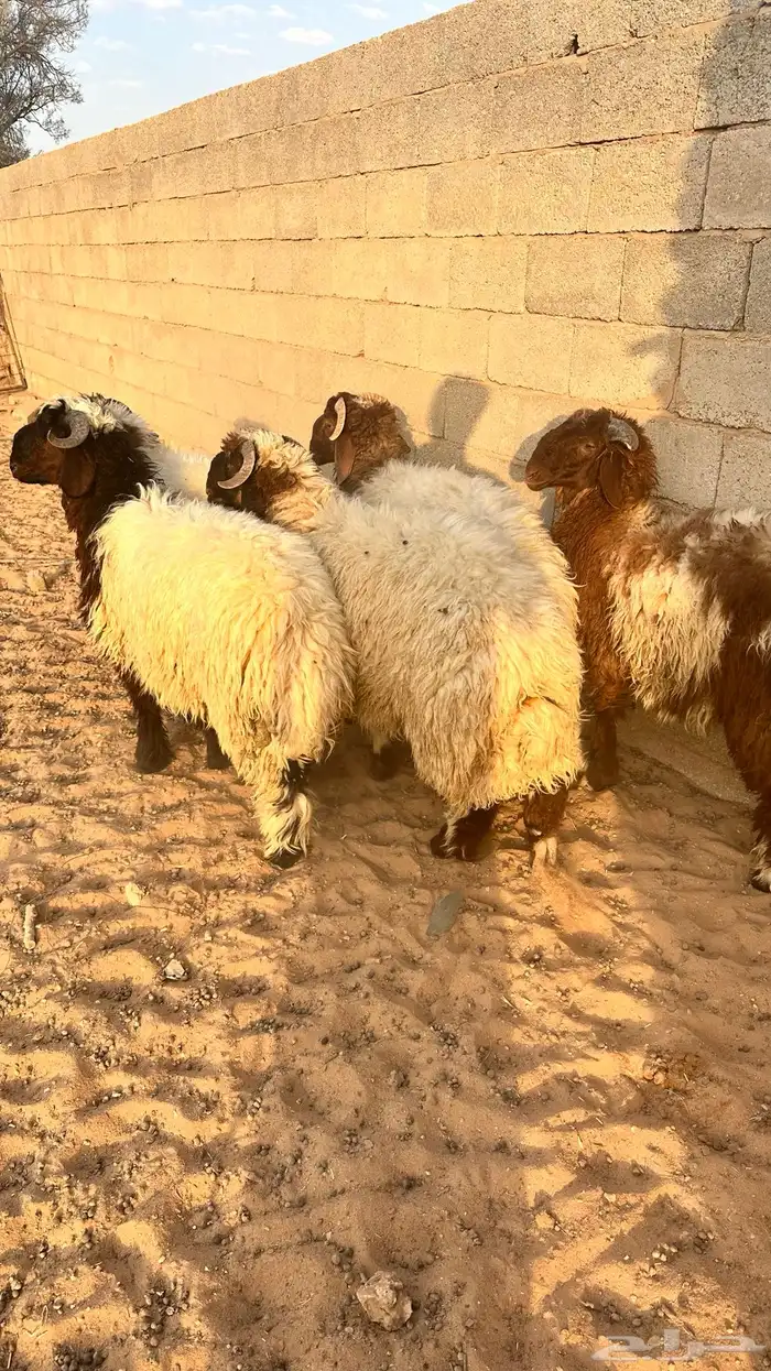 خرفان نعيم ذبايح 0
