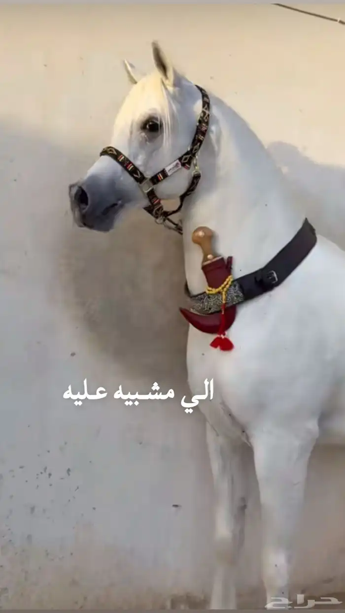 فرس شعبيه 0