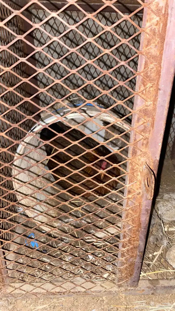 دجاجه محضنه معاها تقريبا 16 بيضه و 2 فريك العمر تقريبا 4 شهو 14