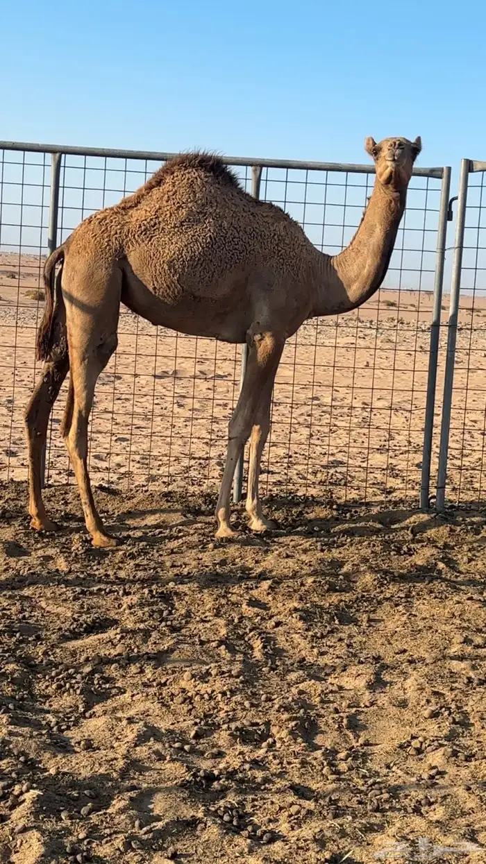 بكره بنت بذيع جمل سبوق بروابطه 0