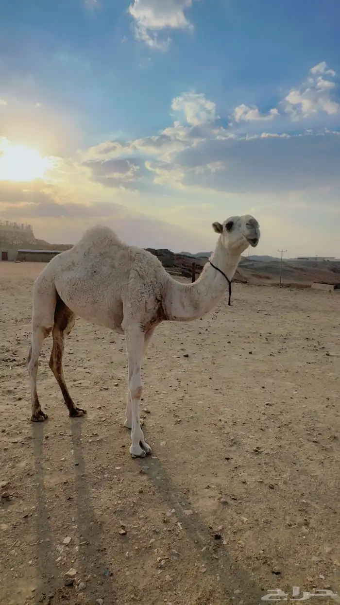 فرديه طيبه جدااا 2