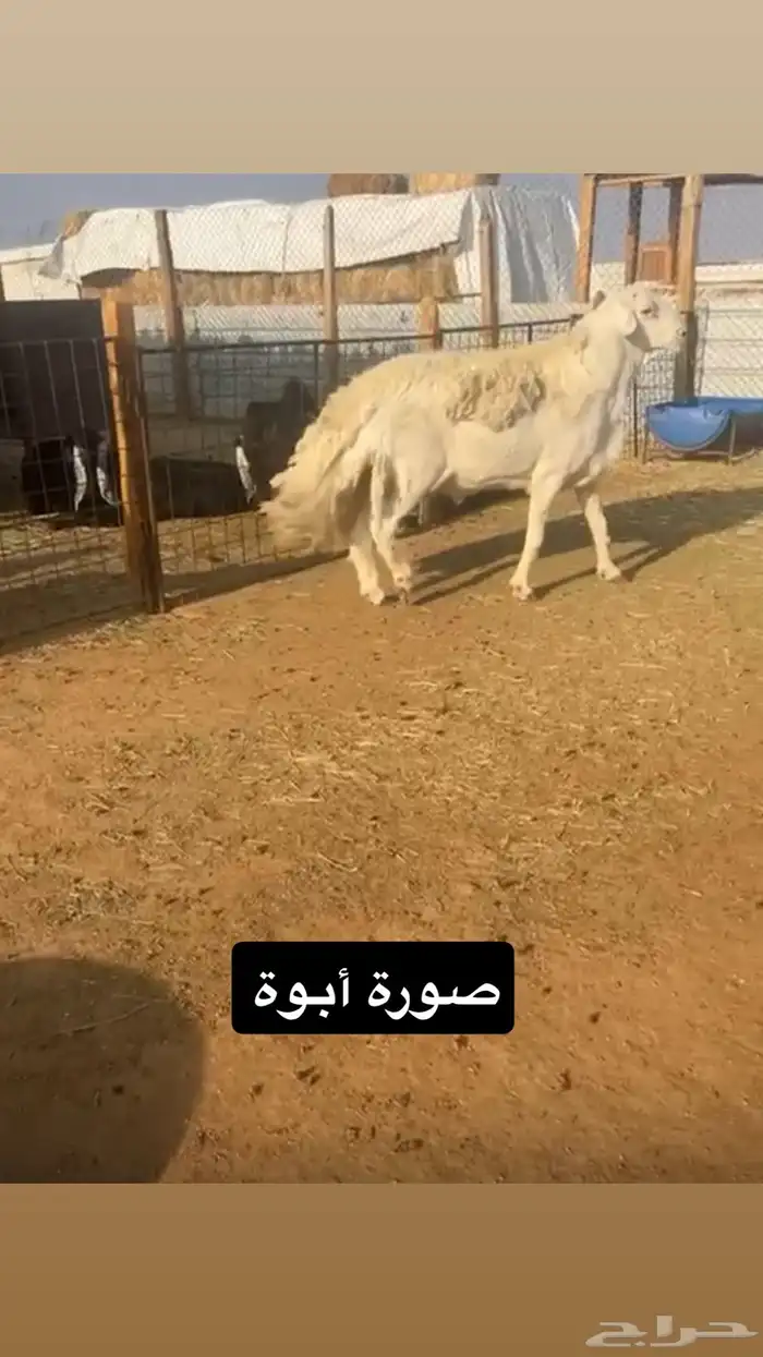 مشروع فحل حري 3