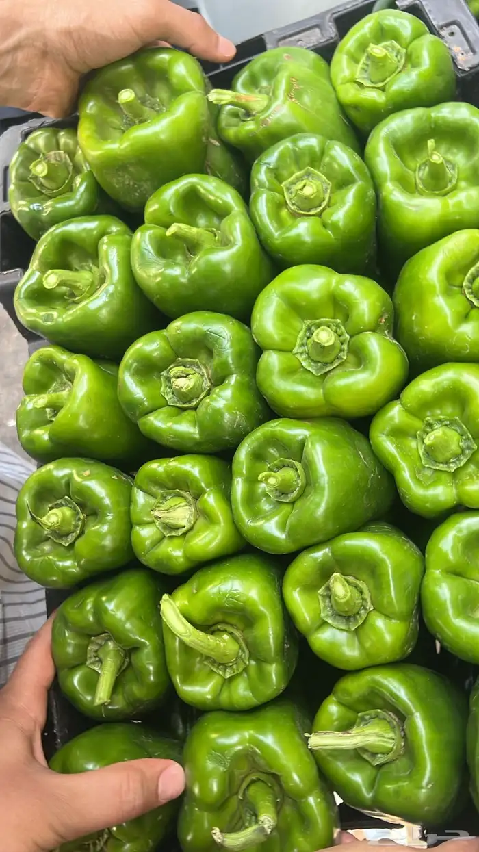 مندوب خضروات وفواكه من سوق العزيزية 12