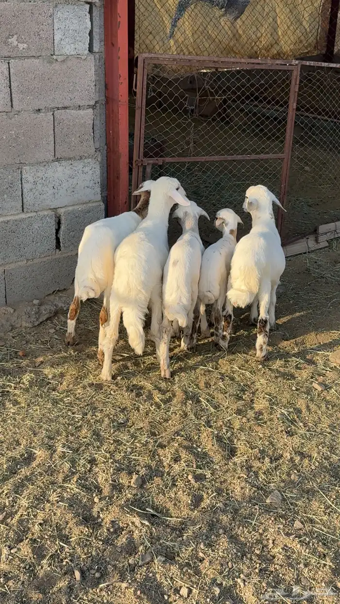 ضأن صمع 6