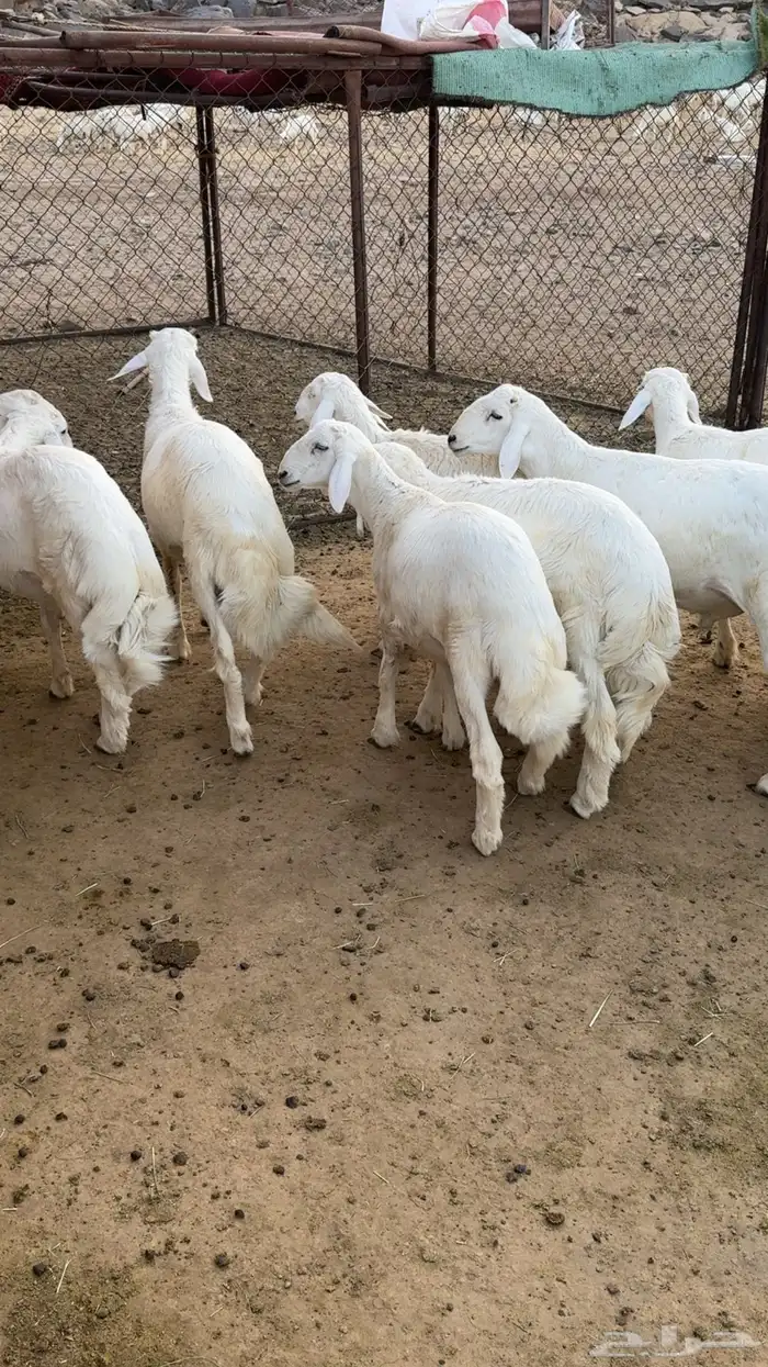 19 خروف فل فل شحم 3