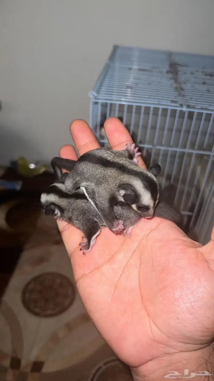 سنجاب طائر شوقر قلايد 0