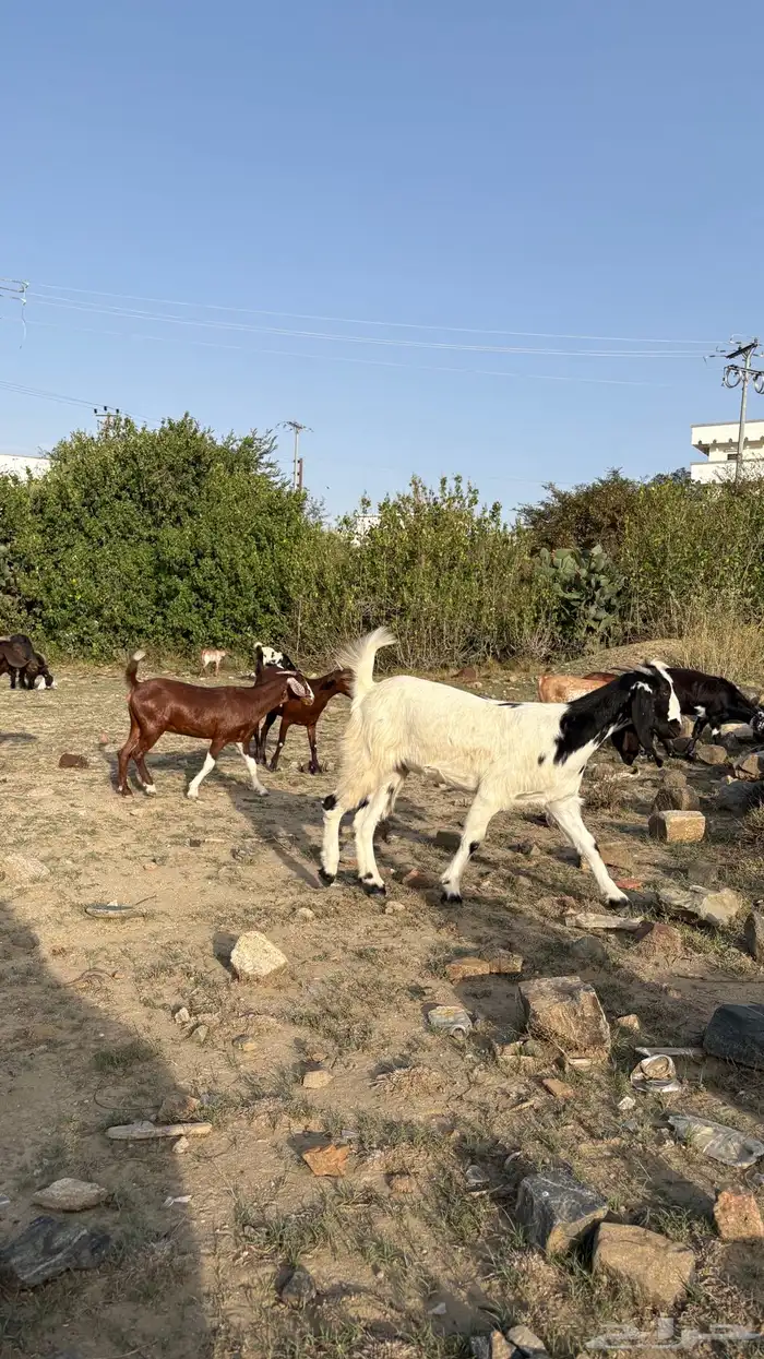 ماعز للبيع 10