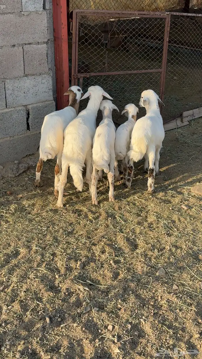 ضأن صمع 7
