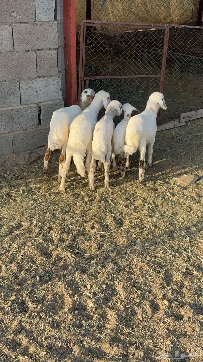 ضأن صمع 9