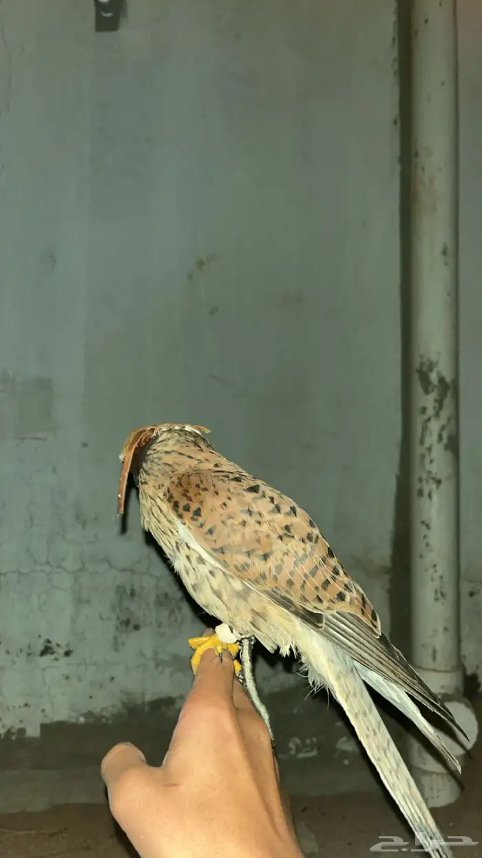شبوط او حموق شكل زين. 4