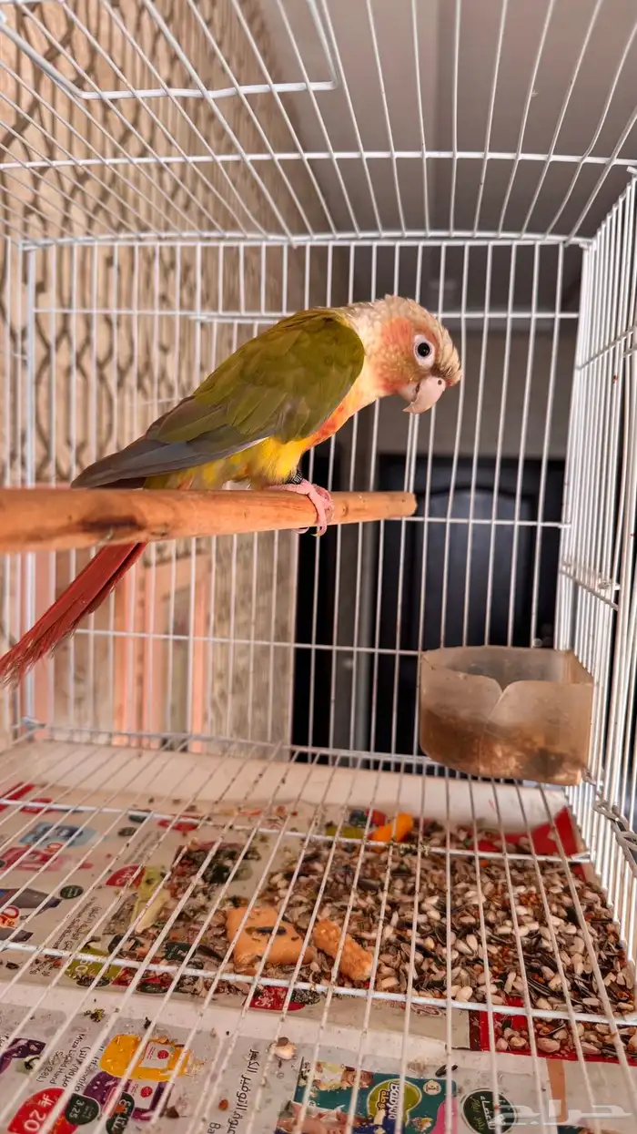 ذكر كنيور اناناس رد فاكتور صبغه محلل ( تم البيع) 0