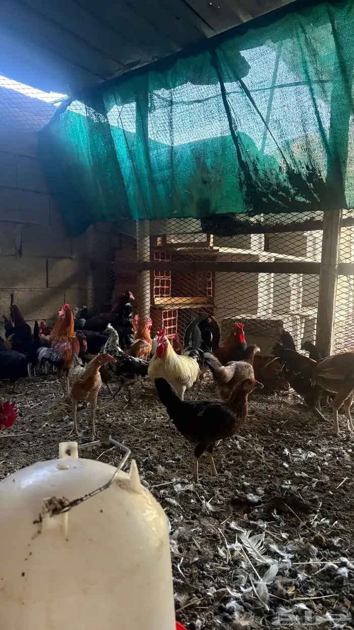 دجاج بلدي للبيع او البدل ب دجاج باكستاني 1