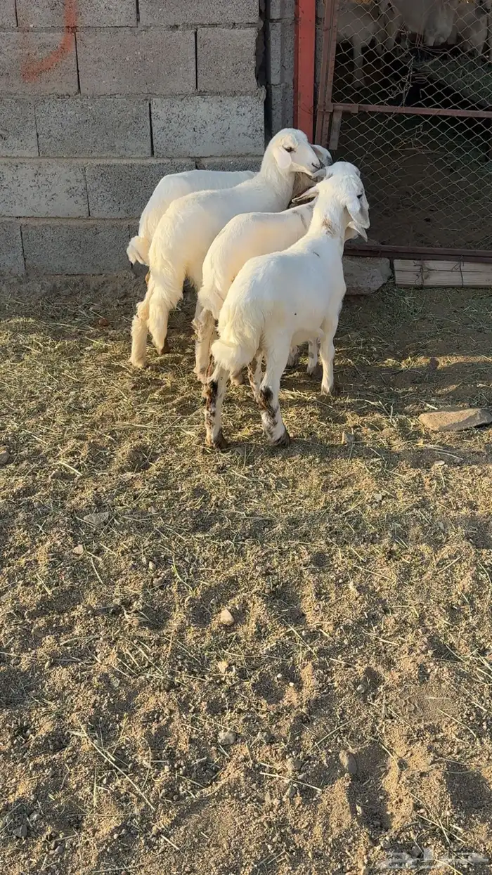 ضأن صمع 10
