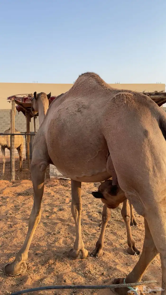 خلفه صفراء 0