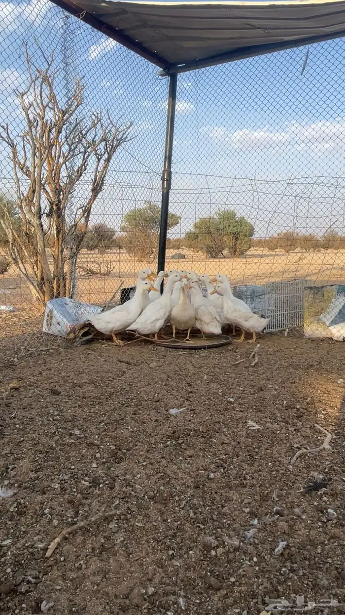 للبيع بط بكيني 2