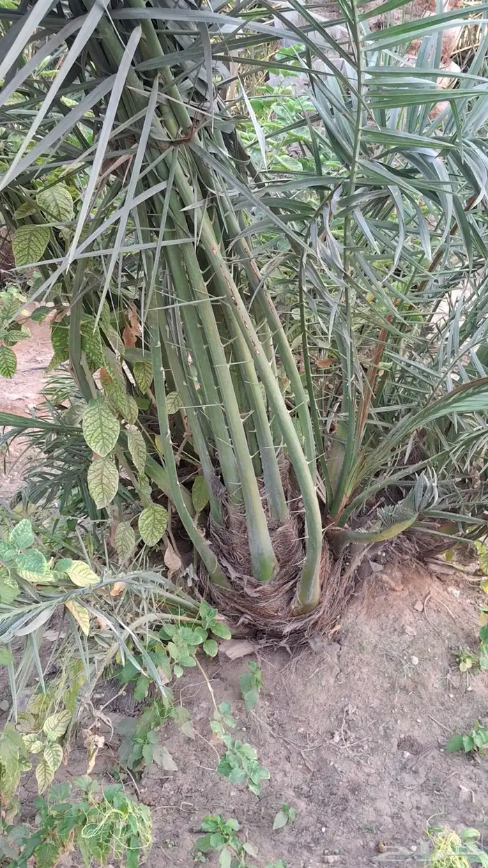 نخيل للبيع سكري صقعي حلوه 14