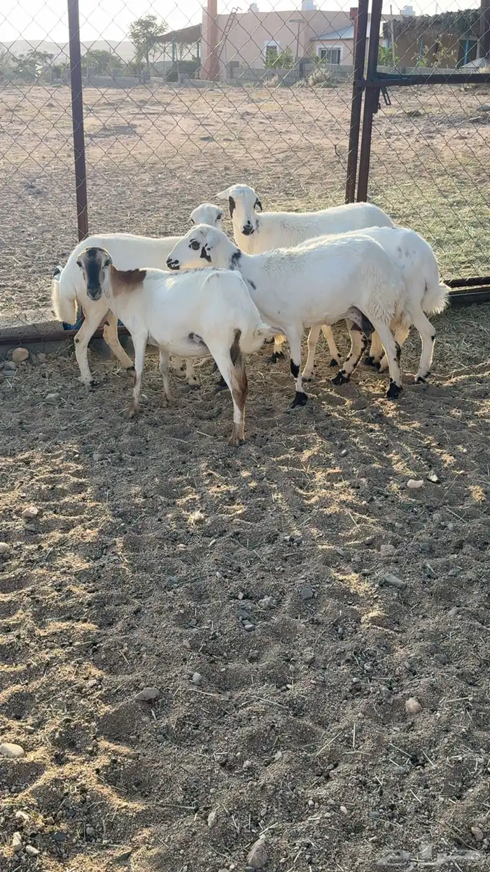 ضأن صمع 5