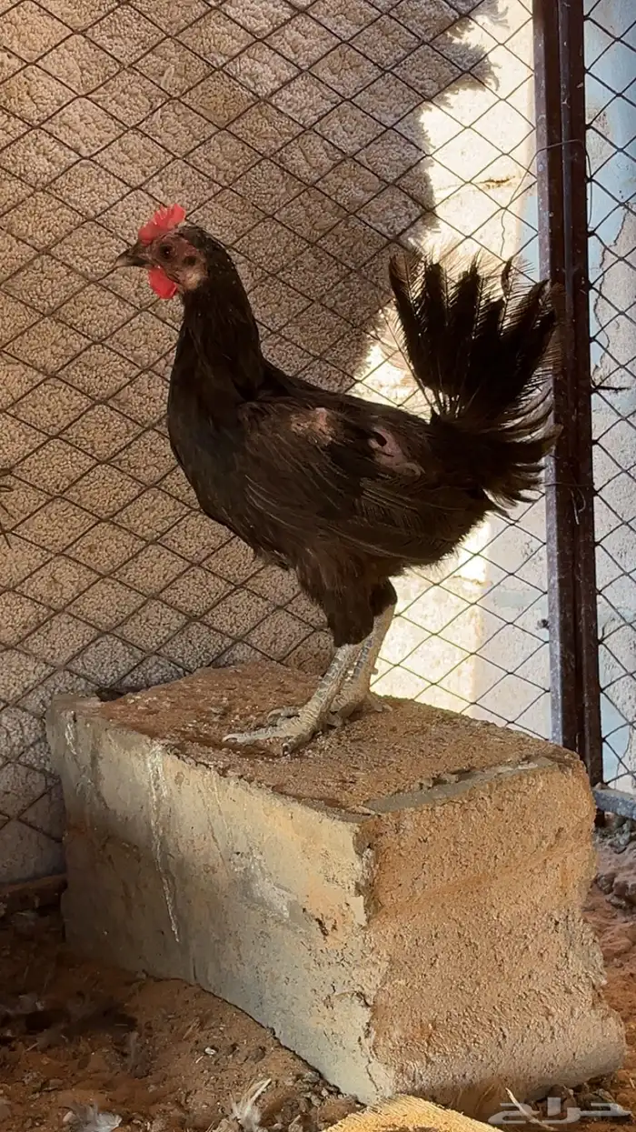 دجاج بلدي 2