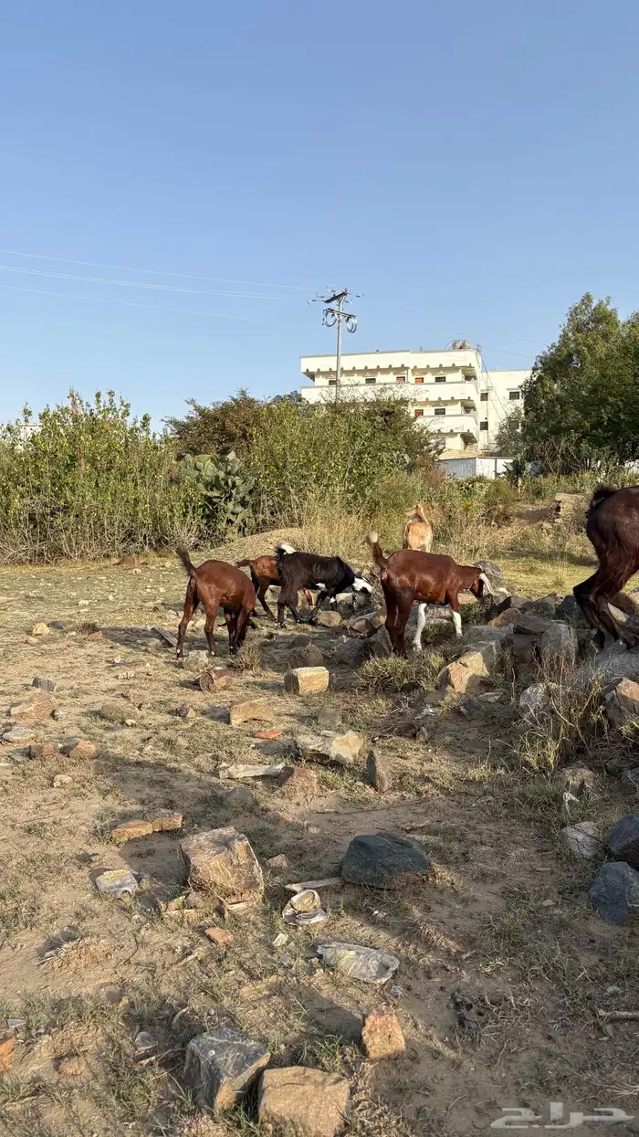ماعز للبيع 13