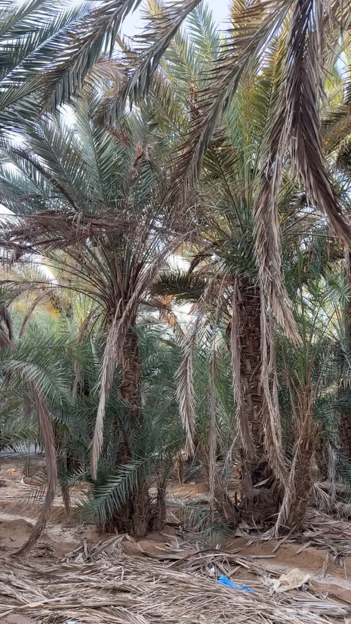 للبيع نخل طويل وادي الدواسر السليل 3