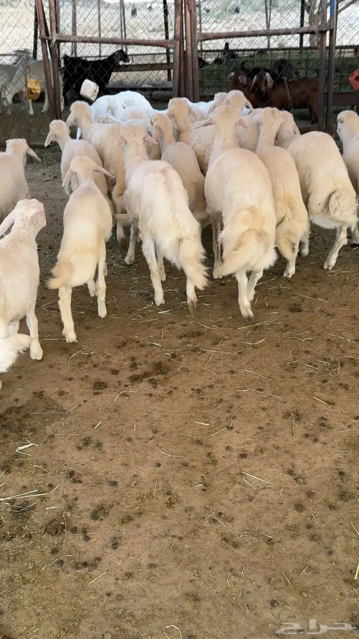 19 خروف فل فل شحم 5