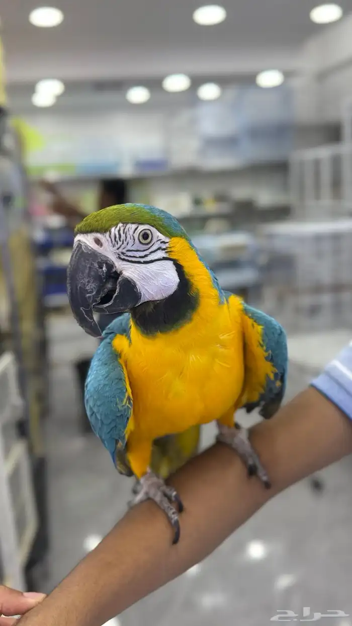 مكاو بلو اند قولد 0