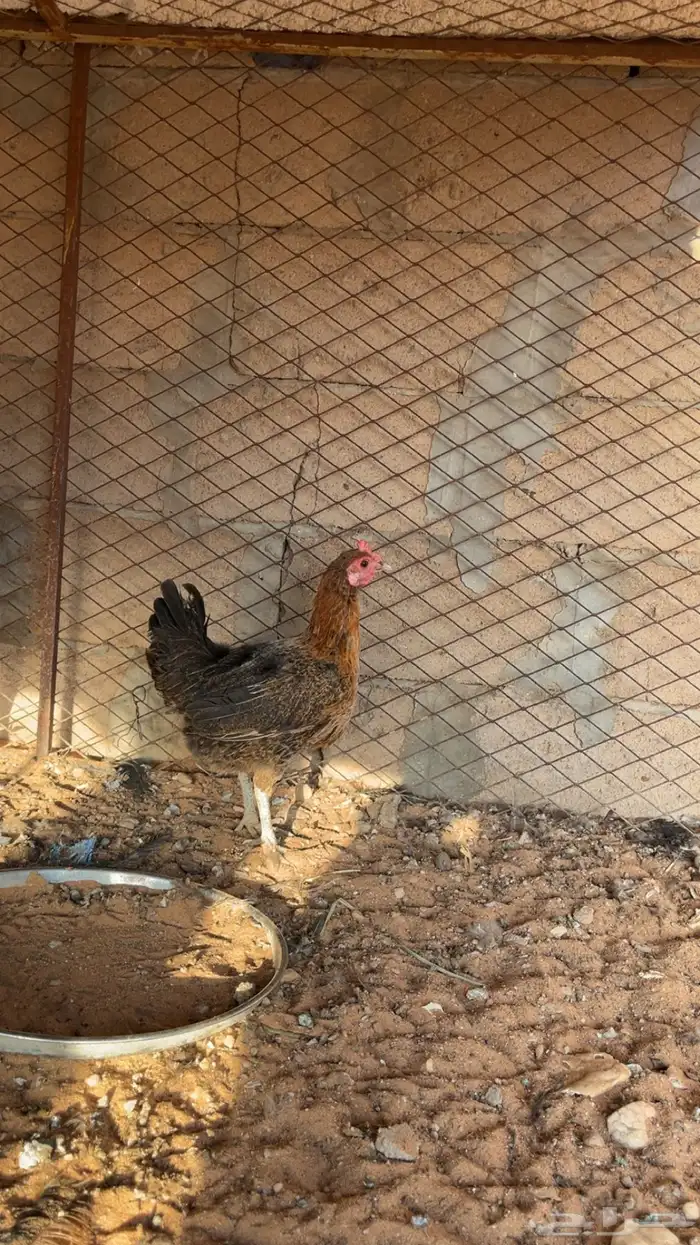 دجاج بلدي 6