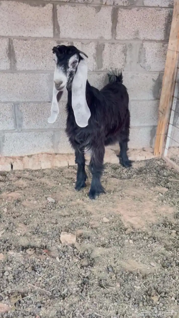 جفره عارضيه صنف تم البيع 0