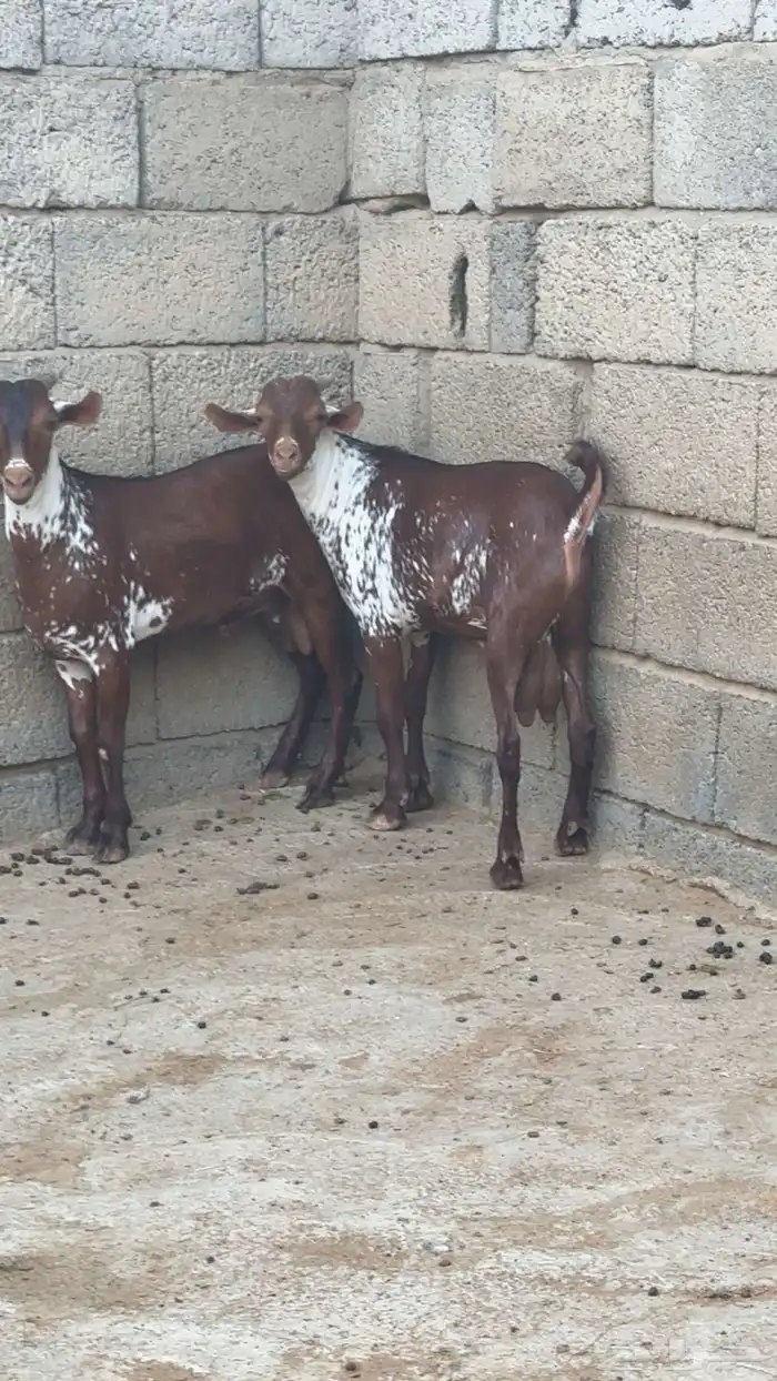 تيوس وشح جذعان 0