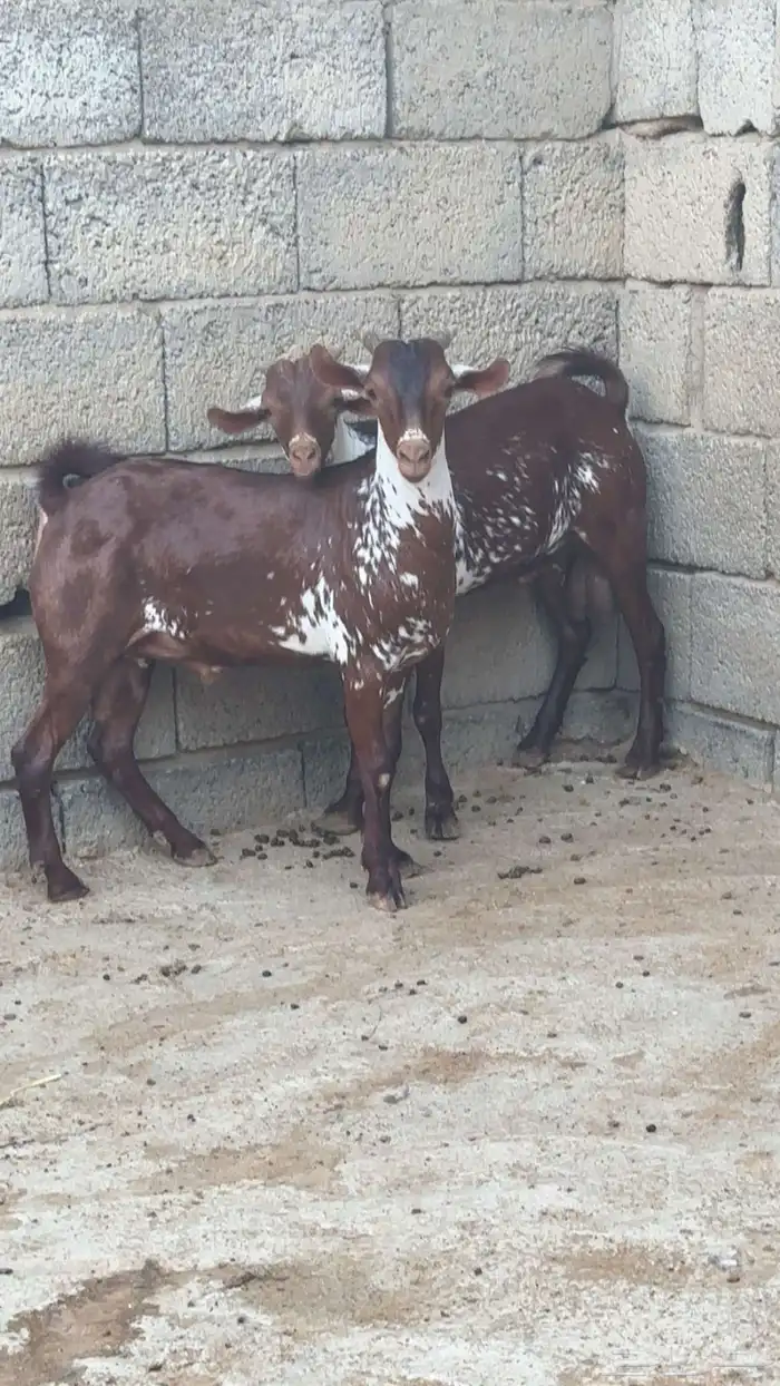 تيوس وشح جذعان 1