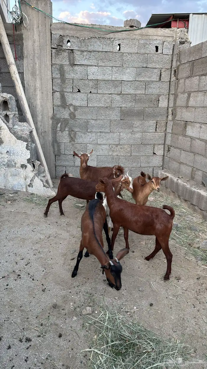 عنقان كفو كفو 4