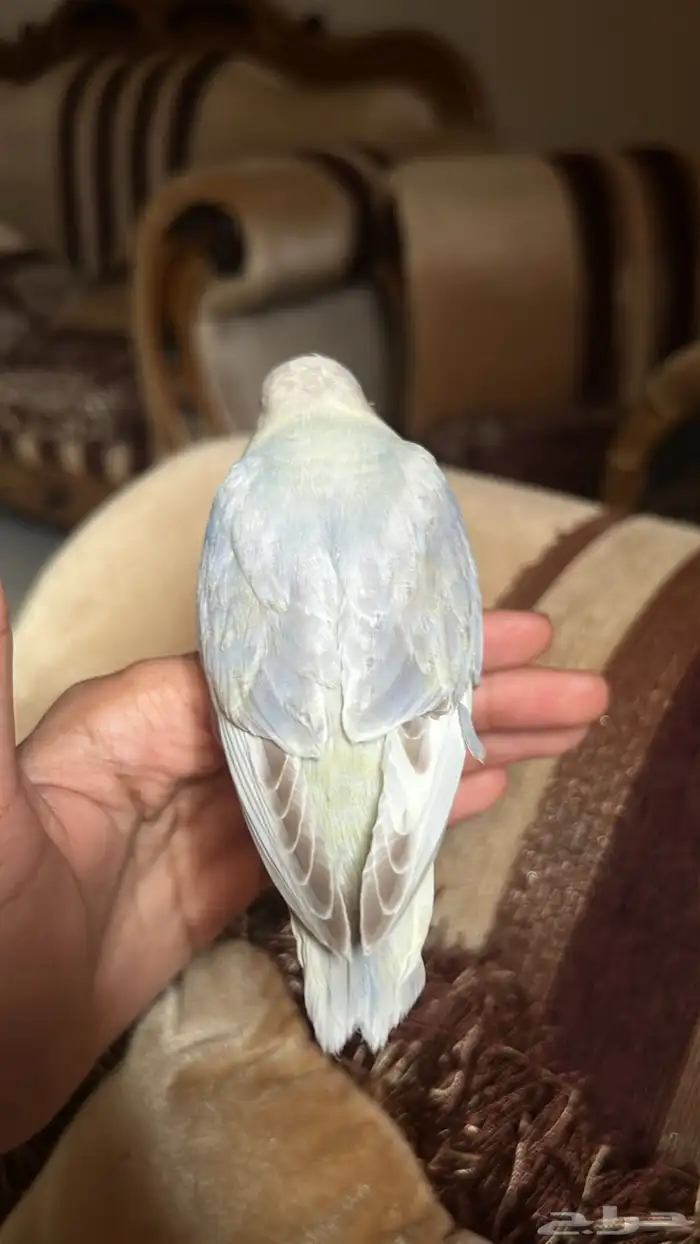 فرخ روز اليف هدد ((( تم البيييع ))) 3
