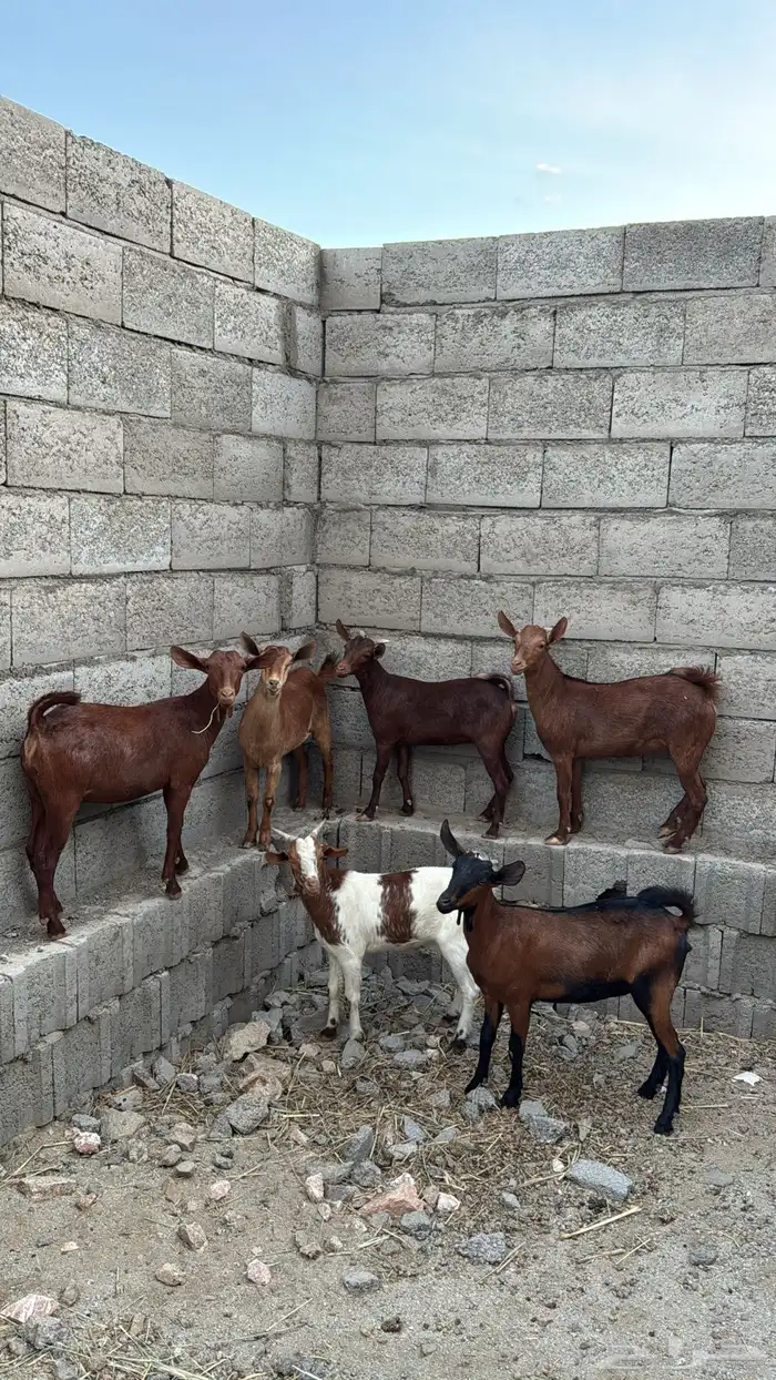 عنقان كفو كفو 6