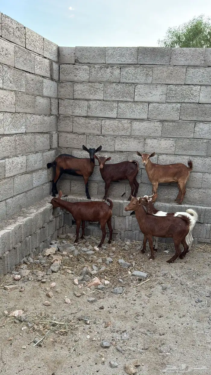 عنقان كفو كفو 2