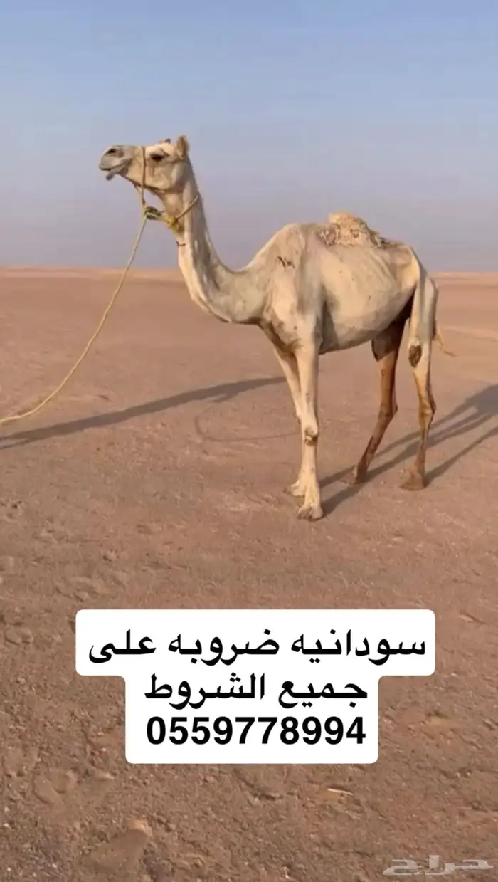 للبيع سودانيه 0