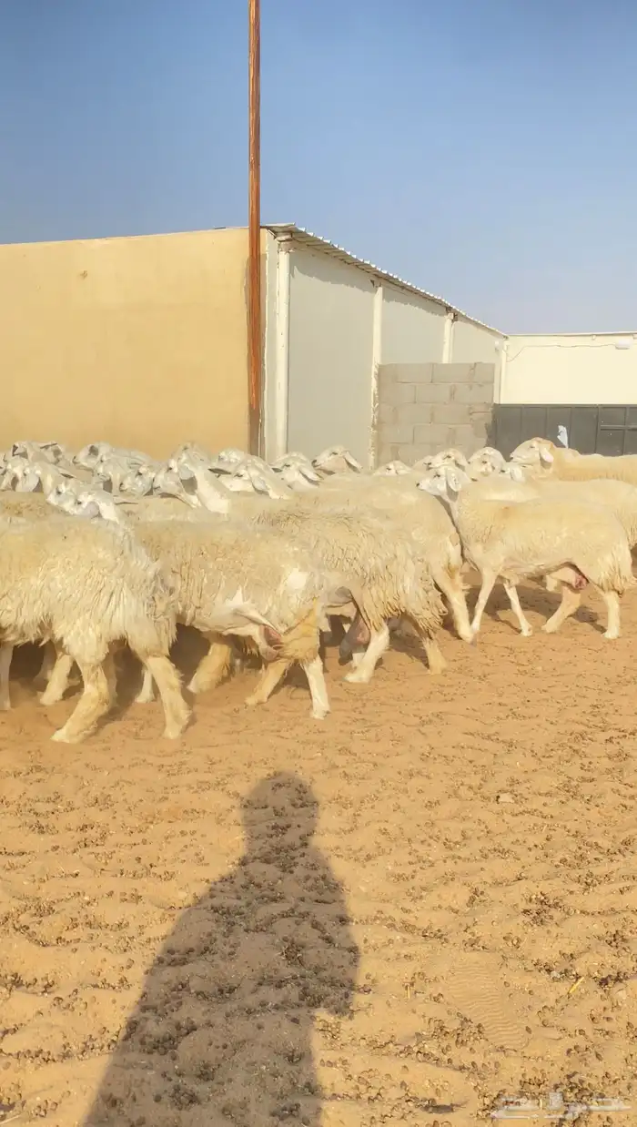 غنم حريات حرش 68 بفحول 2 يتبعها 40 بهم ( تم البيع ) 16