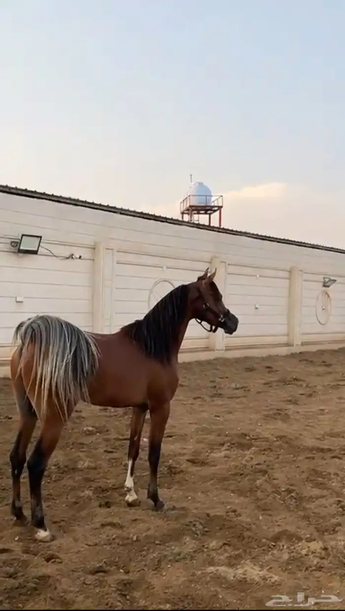 مهر فاااخر 0