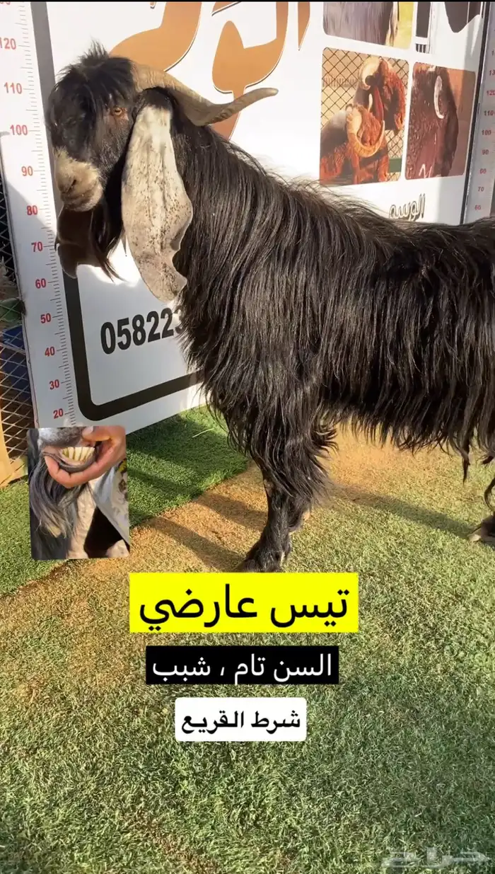 تيس عارضي 0