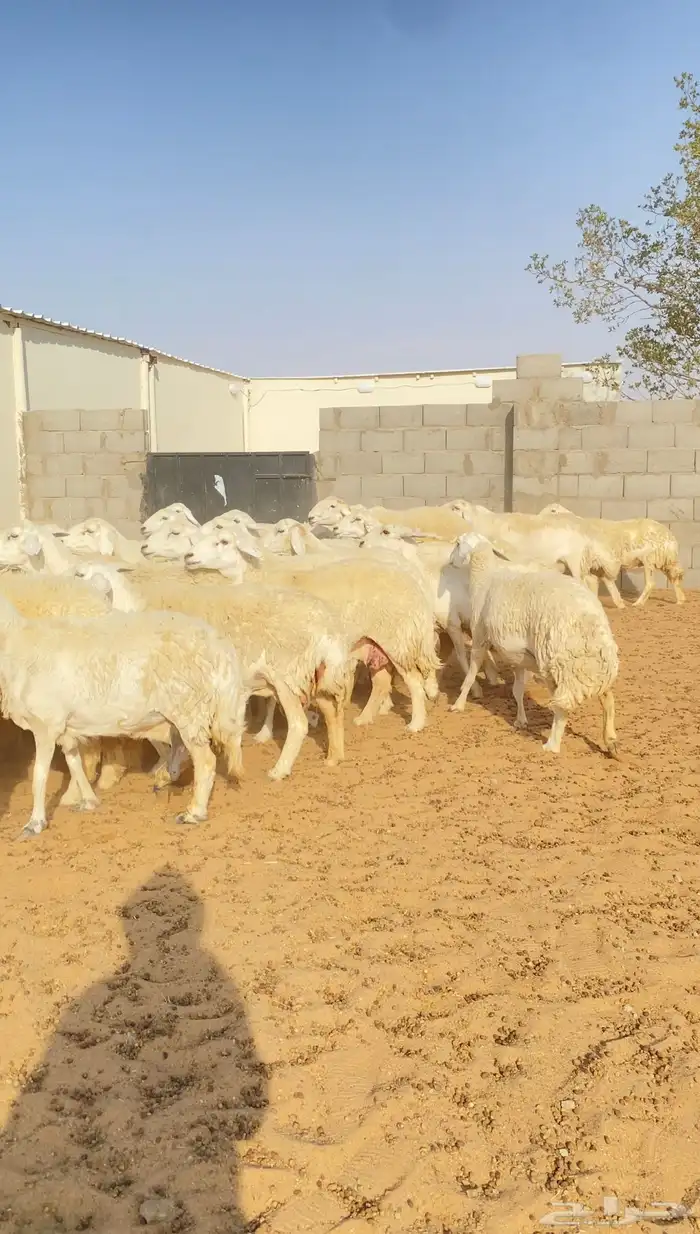 غنم حريات حرش 68 بفحول 2 يتبعها 40 بهم ( تم البيع ) 18