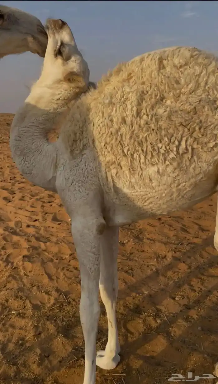 ناقتين للبيع مع القعدان 4