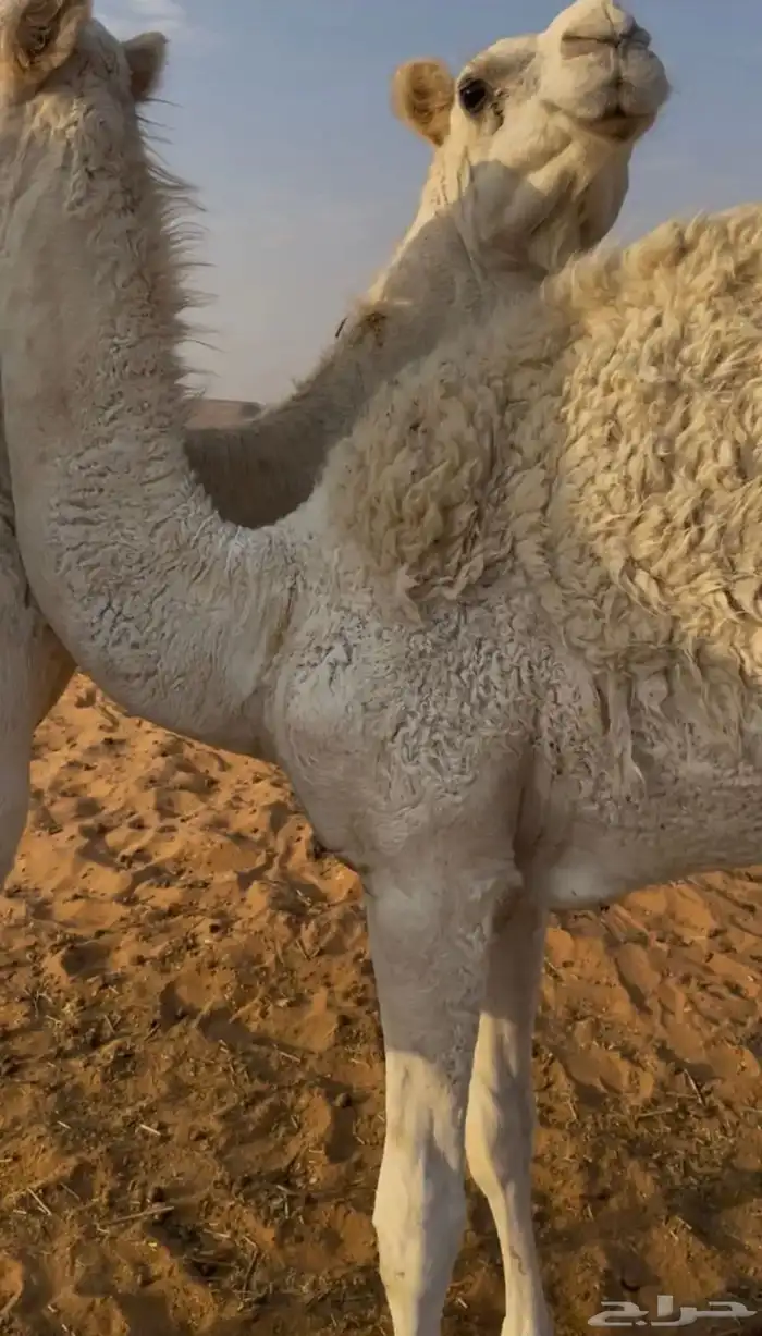 ناقتين للبيع مع القعدان 1
