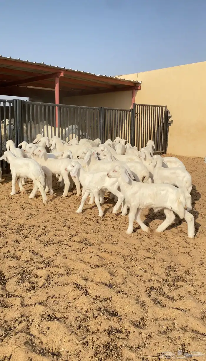 غنم حريات حرش 68 بفحول 2 يتبعها 40 بهم ( تم البيع ) 9