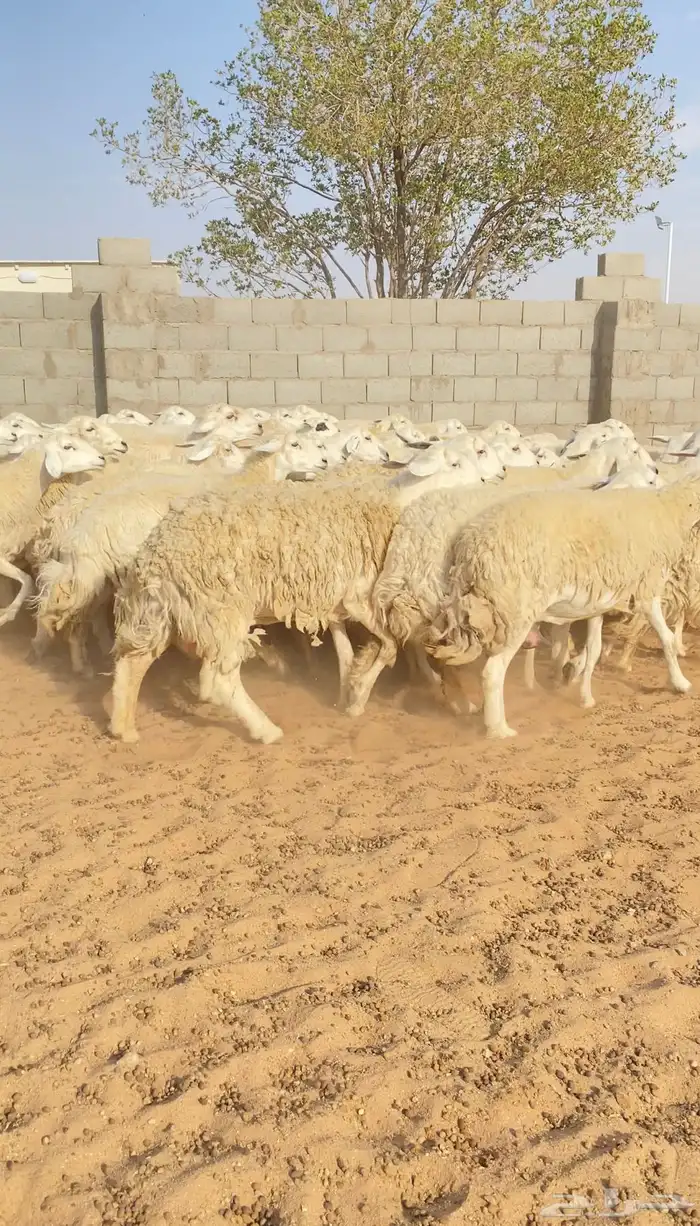 غنم حريات حرش 68 بفحول 2 يتبعها 40 بهم ( تم البيع ) 20