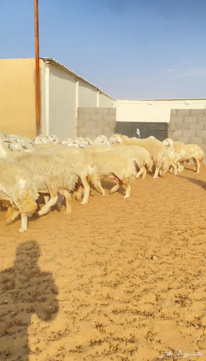 غنم حريات حرش 68 بفحول 2 يتبعها 40 بهم ( تم البيع ) 0