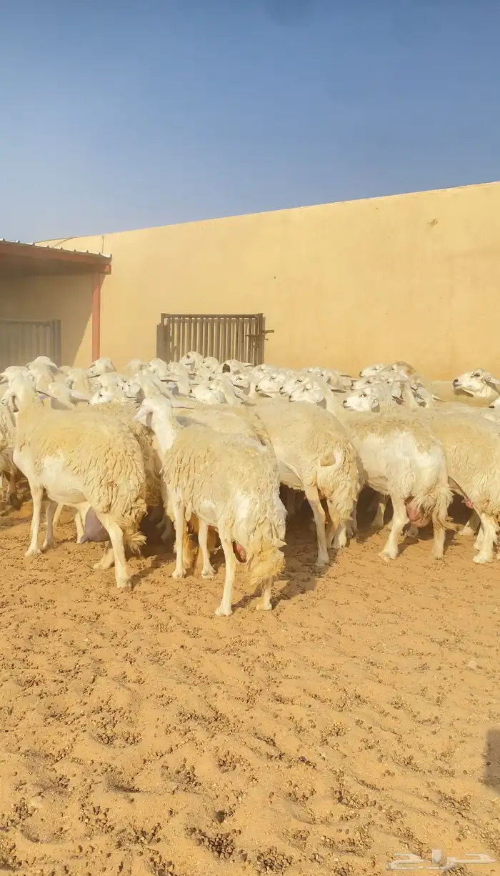 غنم حريات حرش 68 بفحول 2 يتبعها 40 بهم ( تم البيع ) 12